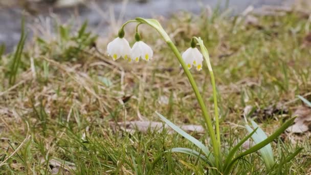 Первые Весенние Снежинки Называются Loddon Lily Leucojum Vernum Берегу Реки — стоковое видео