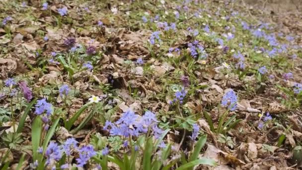 Első Tavaszi Vadvirágok Erdőben Vad Anemone Hópihe Lila Üreges Pacsirta — Stock videók