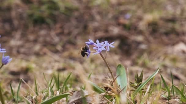 Méhecske Beporzással Beporzott Lapos Vagy Facsemete Kék Virágok Scilla Bifolia — Stock videók