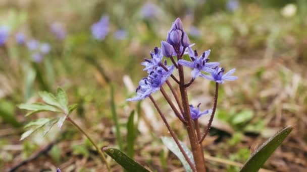 Squill Hout Squill Blauwe Bloemen Lente Weide Close Scilla Bifolia — Stockvideo