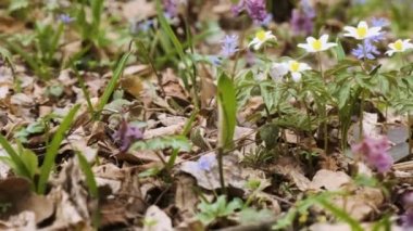 Ormandaki ilk ilkbahar çiçekleri. Yaban şakayığı, kar tanesi, mor çukur tarla kuşu ve alp ezmesi çiçeği. Çayırda çiçek açan ilkbaharın başlarında