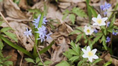 Ormandaki bal arısı tarafından döllenen ilk bahar çiçekleri. Yaban şakayığı, kar tanesi, mor çukur tarla kuşu ve alp ezmesi çiçeği. Çayırda çiçek açan ilkbaharın başlarında