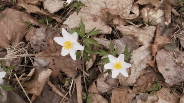 Dzikie Kwiaty Anemona Wczesnym Lesie Wiosennym Biały Wiosenny Kwiat Anemon — Wideo stockowe