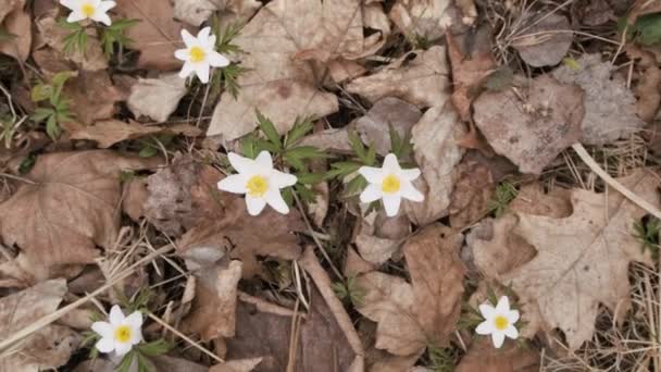 Дикие Анемоны Раннем Весеннем Лесу Белый Весенний Цветок Anemone Nemorosa — стоковое видео