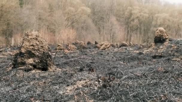 Campo Agrícola Depois Incêndio Campo Queimado Após Incêndio Chão Queimado — Vídeo de Stock