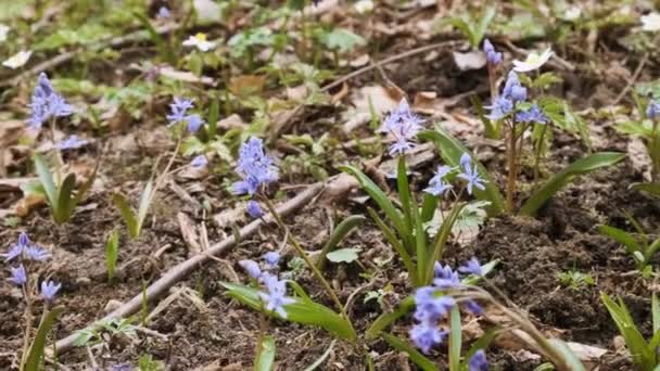 Első Tavaszi Vadvirágok Erdőben Vad Anemone Hópihe Lila Üreges Pacsirta — Stock videók