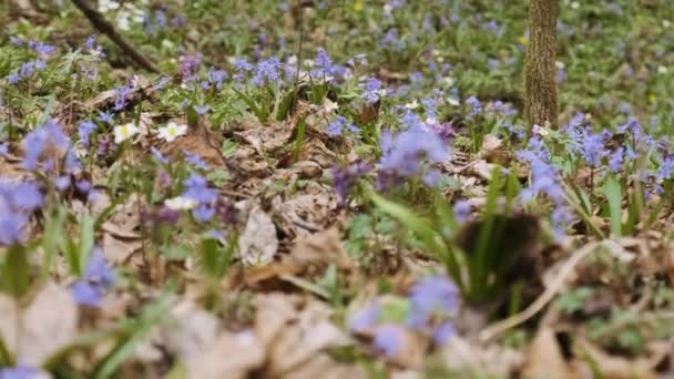 Första Vårblommorna Skogen Vild Anemon Snöflinga Lila Ihålig Lärksporre Och — Stockvideo