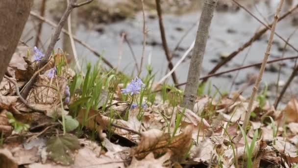 Squill Lub Drewna Squill Niebieskie Kwiaty Brzegu Rzeki Zamknąć Scylla — Wideo stockowe