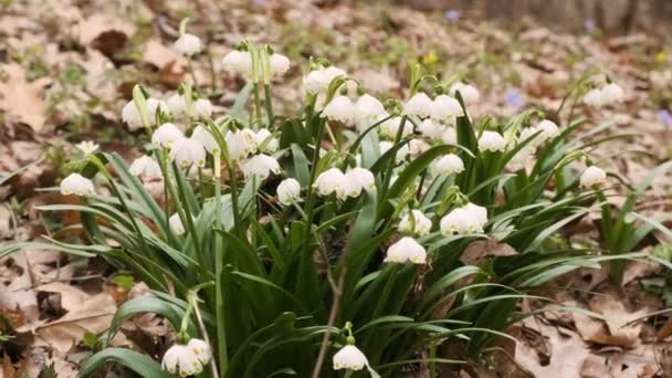 Pierwsze Wiosenne Płatki Śniegu Alpejskie Kwiat Squill Zwany Również Loddon — Wideo stockowe