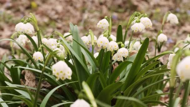 Перші Весняні Сніжинки Альпійські Квіти Кальмарами Також Називаються Лобдонською Лілією — стокове відео