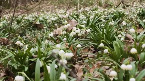 Eerste Lente Sneeuwvlok Alpiene Esdoorn Bloemen Ook Wel Loddon Lelie — Stockvideo