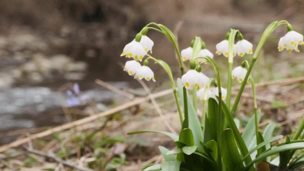 Перші Весняні Сніжинки Альпійські Квіти Кальмарами Також Називаються Лобдонською Лілією — стокове відео