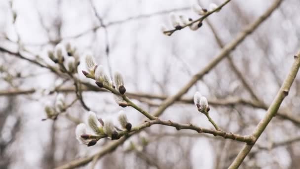 Branch Willow Tree Blooming Young Male Catkins Spring Forest Spring — Stok video