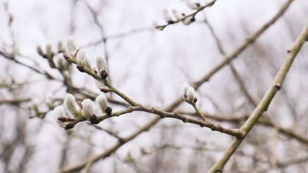 Branch Willow Tree Blooming Young Male Catkins Spring Forest Spring — Wideo stockowe