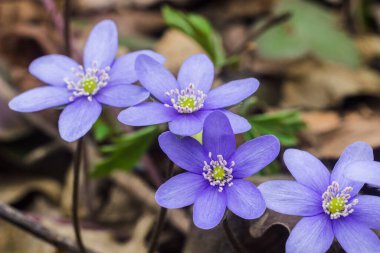 Ormandaki mor karaciğer otu çiçekleri kapanıyor. Sonbahar kuru yapraklarından filizlenen bahar çiçekleri. Avrupa ormanlarında çiçek açan bir çiçek. Violet Hepatica nobilis, Anemone hepatica veya Liverleaf 