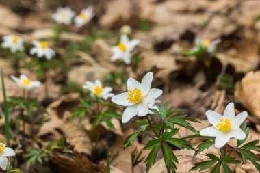 Ormanda yabani şakayık çiçekleri. Beyaz bahar çiçeği Anemone nemorosa yaklaşır. Avrupa ormanlarında ilkbahar başları. 
