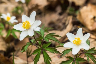 Ormanda yabani şakayık çiçekleri. Beyaz bahar çiçeği Anemone nemorosa yaklaşır. Avrupa ormanlarında ilkbahar başları. 