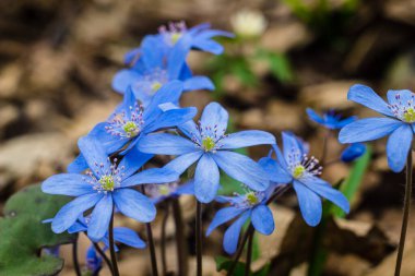 Ormandaki mor karaciğer otu çiçekleri kapanıyor. Sonbahar kuru yapraklarından filizlenen bahar çiçekleri. Avrupa ormanlarında çiçek açan bir çiçek. Violet Hepatica nobilis, Anemone hepatica veya Liverleaf