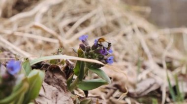 Bahar ormanı başlarında yaban arısı ile döllenmiş akciğer otu çiçekleri kapanıyor. Pulmonaria officinalis olarak bilinen akciğer otu, yaygın akciğer otu, Mary 'nin gözyaşları veya Meryem Ana' nın sütü damlası.. 