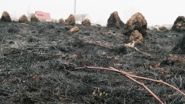 Campo Agrícola Después Del Incendio Quemado Campo Después Del Incendio — Vídeos de Stock
