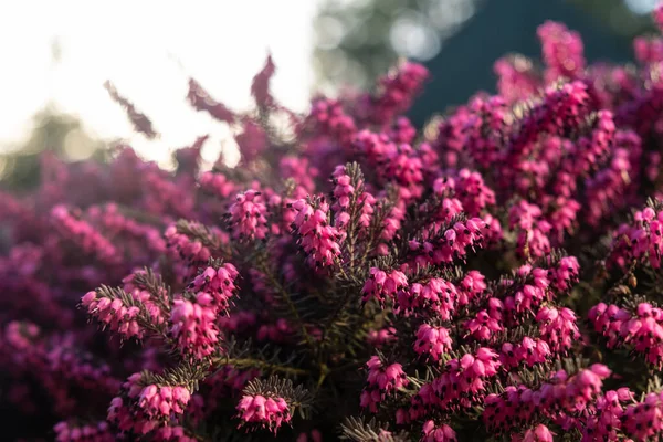 Calluna vulgaris ya da pembe kenevir çiçekleri yaklaşır. Doğal arka planda çalılıklar var. Bahar, günbatımında çiçek açar. Bahçede çiçekler