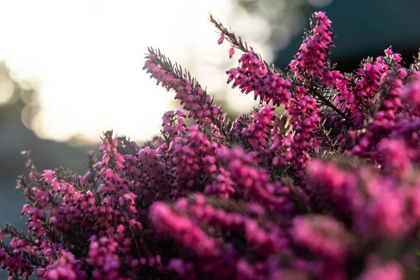 Calluna vulgaris ya da pembe kenevir çiçekleri yaklaşır. Doğal arka planda çalılıklar var. Bahar, günbatımında çiçek açar. Bahçede çiçekler