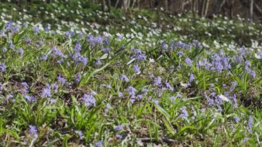 Ormanda açan yabani çiçekler. Böcekler çayırdaki yabani çiçekleri döllerler. Anemone, squill and pilewort kır çiçekleri. Güzel doğa. Çiçek açan ormanda bahar güneşli bir gün..