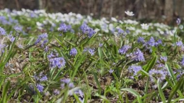Ormanda açan yabani çiçekler. Böcekler çayırdaki yabani çiçekleri döllerler. Anemone, squill and pilewort kır çiçekleri. Güzel doğa. Çiçek açan ormanda bahar güneşli bir gün..