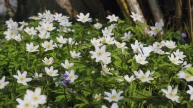 Beyaz şakayık çiçekleri üzerinde kelebek. Ormanda yabani çiçekler açar. Pieris rapae ya da lahana kelebeği, şakayık çiçeğini döller. Güzel doğa. Çiçek açan çayırda güneşli bir bahar günü