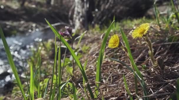 Żółte Kwiaty Coltsfoot Brzegu Rzeki Wczesnym Lesie Wiosennym Dziki Kwiat — Wideo stockowe