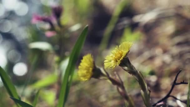 Желтые Цветы Coltsfoot Берегу Реки Раннем Весеннем Лесу Дикий Цветок — стоковое видео