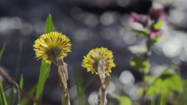 Желтые Цветы Coltsfoot Берегу Реки Раннем Весеннем Лесу Дикий Цветок — стоковое видео