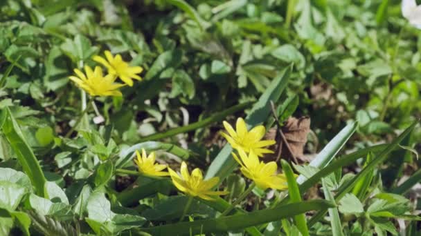 Άγρια Κίτρινα Λουλούδια Ανθίζουν Στο Λιβάδι Ficaria Ταβέρνα Κοινώς Γνωστή — Αρχείο Βίντεο