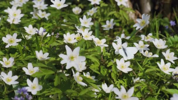 Mariposa Sobre Flores Anémona Blanca Flores Silvestres Florecen Bosque Pieris — Vídeos de Stock
