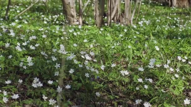 Vadvirágok Nyílnak Erdőben Rovarok Beporozzák Vadvirágokat Réten Anemone Spricc Cölöpvirág — Stock videók