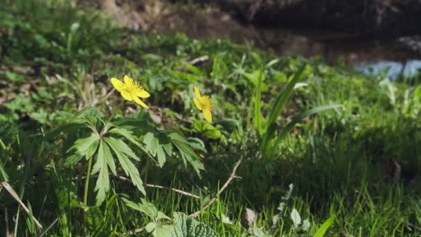 Άγρια Κίτρινα Άνθη Ανεμώνης Στο Πρώιμο Εαρινό Δάσος Ανοιξιάτικη Ανεμώνη — Αρχείο Βίντεο