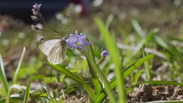 Mariposa Sobre Flor Escamosa Alpina Flores Silvestres Florecen Bosque Pieris — Vídeos de Stock