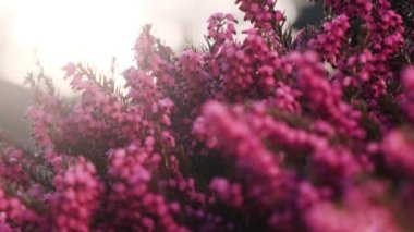 Calluna vulgaris ya da pembe kenevir çiçekleri yaklaşır. Doğal arka planda çalılıklar var. Bahar çiçekleri, gün batımında bal arıları ve yaban arıları tarafından tozlaştırılıyor.