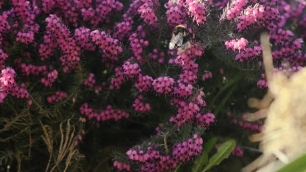 花冠或粉红的石南花紧密相连 在自然的背光下 布什有着共同的阴森 春花盛开 夕阳西下由蜜蜂和蜜蜂授粉 — 图库视频影像