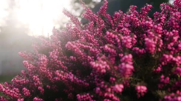 カルーナ ヴァルガリスやピンク ヘザーの花を閉じます 自然バックライト上の一般的なヒーターのブッシュ 春の花はミツバチに授粉され 日没には蜂に衝突する — ストック動画