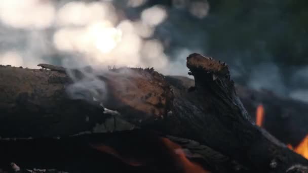 Fire Forest Firewood Burns Tongues Flame Smoke Burning Tree Branches — Stock Video