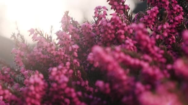 캘로나 독수리 연분홍색의 꽃들이 가까이 대통령은 자연의 백라이트 일반적으로 있습니다 — 비디오