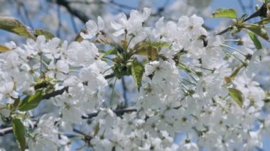 Kiraz çiçeği. Parlak güneşli bir günde çiçek açan kiraz ağacı. Bal arılarıyla döllenmiş dallarda çiçekler