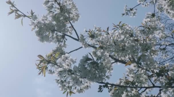 Kwiat Wiśni Kwitnące Drzewo Wiśniowe Słoneczny Dzień Kwiaty Gałęziach Zapylonych — Wideo stockowe