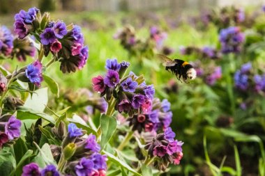 Ciğerotu çiçekleri ile kaplanmış çayır yaban arıları ile döllenmiş. Pulmonaria officinalis olarak bilinen akciğerotu, yaygın akciğer otu, Mary 'nin gözyaşları veya Meryem Ana' nın süt damlası. Çiçekli bahar tarlası