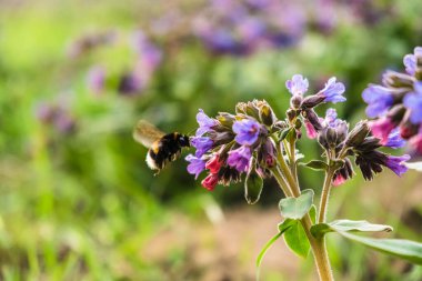 Ciğerotu çiçekleri ile kaplanmış çayır yaban arıları ile döllenmiş. Pulmonaria officinalis olarak bilinen akciğerotu, yaygın akciğer otu, Mary 'nin gözyaşları veya Meryem Ana' nın süt damlası. Çiçekli bahar tarlası