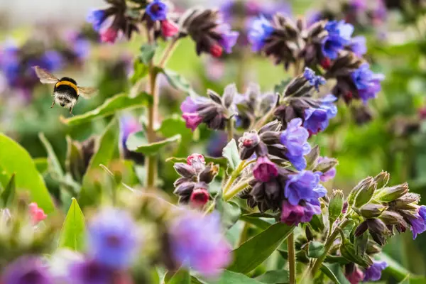 Ciğerotu çiçekleri ile kaplanmış çayır yaban arıları ile döllenmiş. Pulmonaria officinalis olarak bilinen akciğerotu, yaygın akciğer otu, Mary 'nin gözyaşları veya Meryem Ana' nın süt damlası. Çiçekli bahar tarlası