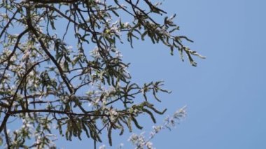 Aspen tree blossom, falling pollen and seeds and blue sky on the background. Branch of aspen and fluff flies in the air