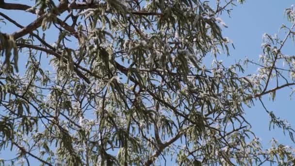 Aspen Tree Blossom Falling Pollen Seeds Blue Sky Background Branch — ストック動画