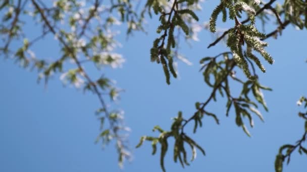 杨树开花 花粉和种子飘落 背景为蓝天 杨树枝条和绒毛苍蝇在空中飞舞 — 图库视频影像